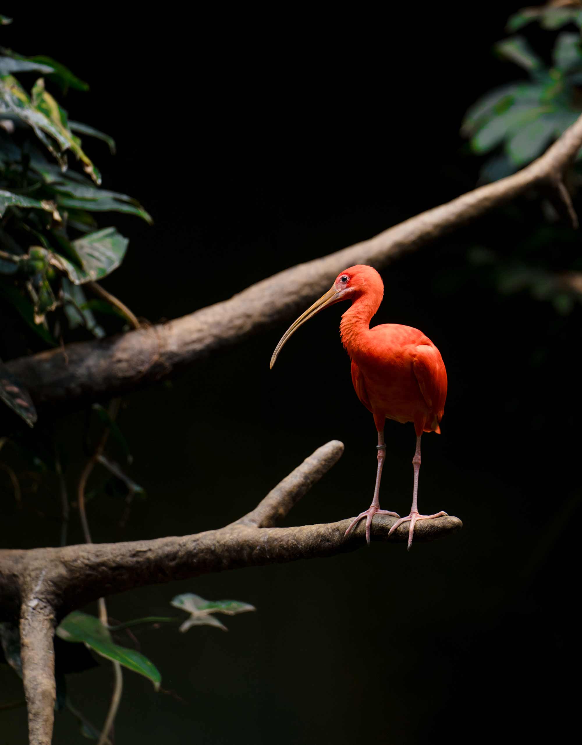 Oiseau sur une branche